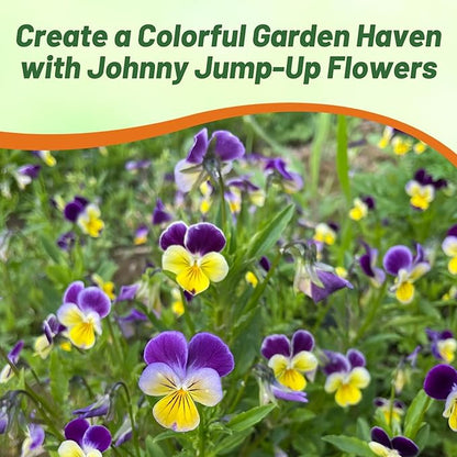 Outsidepride Johnny Jump Up Viola Wild Flower Seeds - 1/8 lb Easy-to-Grow, Compact & Hardy Perennial Seeds for Planting Outdoors, Ideal for Pollinators, Garden Beds, Containers, & Hanging Baskets