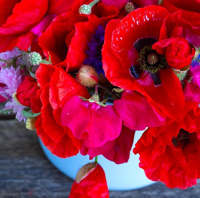 Seeds Double Poppy Mix 1000+ Seeds to Grow Multicolor Double Bloom Poppies
