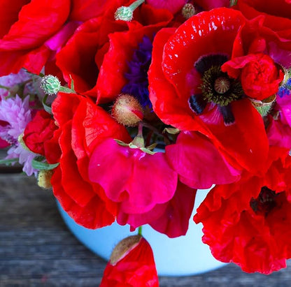 Seeds Double Poppy Mix 1000+ Seeds to Grow Multicolor Double Bloom Poppies