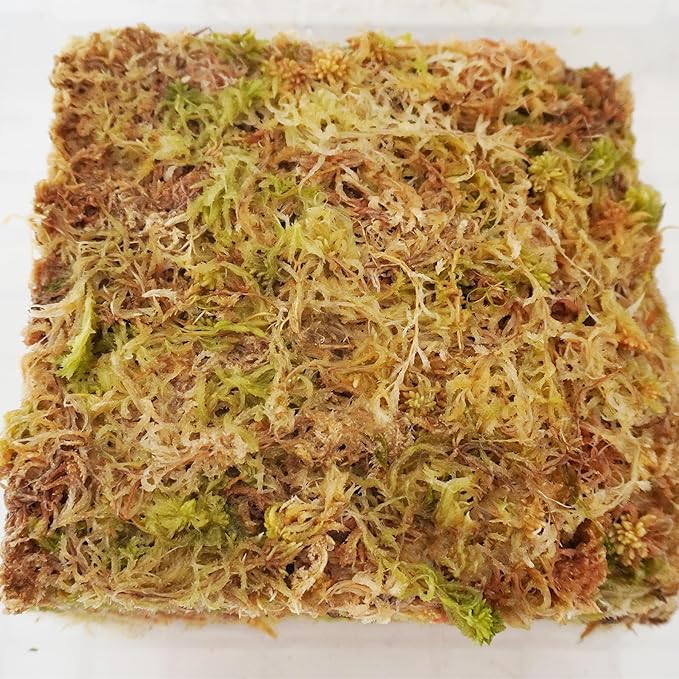 11 oz Sphagnum Moss for Plants, Carefully Selected Clean Sphagnum Mos for Rooting Plants