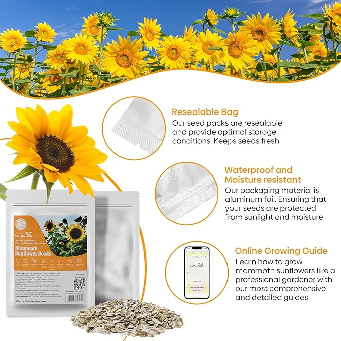 Mammoth Sunflower Seeds to Plant, 1 Ounce Packet 300+ Seeds, 6-12 FT Giant Sunflower, Non-GMO | Heirloom | High Germination, Grown in The USA