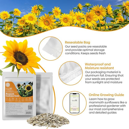 Mammoth Sunflower Seeds to Plant, 1 Ounce Packet 300+ Seeds, 6-12 FT Giant Sunflower, Non-GMO | Heirloom | High Germination, Grown in The USA