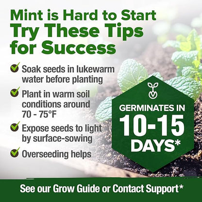 HOME GROWN Non GMO Common Mint Seeds (Bulk Pack) 1,800 Heirloom Herb Seeds, USA Sourced | Ideal for Planting Outdoors or Indoors for a Fresh Mint Tea Garden (Mentha spp)