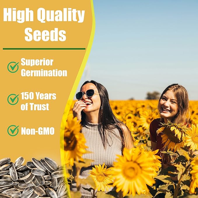 Park Seed Italian White Sunflower Seeds – Creamy White Petals with Chocolate Centers, 5–7 Ft Tall Well-Branched Variety for Cutting and Cottage Gardens, Pack of 50