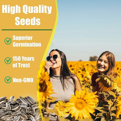 Park Seed Italian White Sunflower Seeds – Creamy White Petals with Chocolate Centers, 5–7 Ft Tall Well-Branched Variety for Cutting and Cottage Gardens, Pack of 50