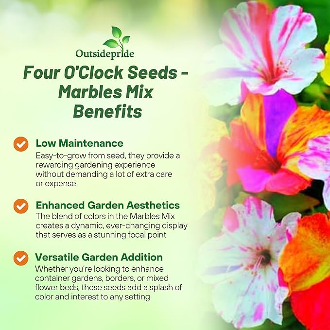 Outsidepride Marbles Mixed Four O'clock Flower Seeds - 200 Pcs Perennial Fragrant, Trumpet-Shaped Blooms, Deer-Proof & Easy to Grow, for Pollinator & Evening Gardens, Containers, Hedges, or Borders