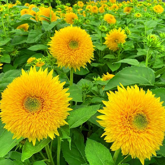Mix Sunflower Seeds for Planting, 500+pcs Rare Perennial Sunflower Flowers Seeds to Plant, Non-GMO Heirloom Colored Beauty Flowers Plants Attracts Pollinators for Home Garden Outdoors