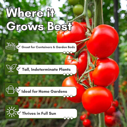 Large Red Cherry Tomato Seeds for Planting – Heirloom, Non-GMO Cherry Tomatoes, Sweet & Juicy Flavor, High Yield for Home Gardens | Woods Creek Seeds