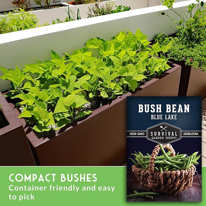 Blue Lake 274 Bush Bean Seeds for Planting - Heirloom Non-GMO Green Beans - High Germination, Stringless 5–6" Pods, Compact Bush Plants, Great Flavor - Survival Garden Seeds (1 Pack)