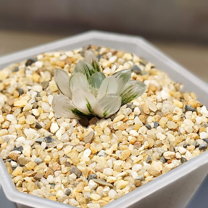 Coarse Sand Stone - Silica Sand for Plants, Soil Cover Succulents and Cactus Bonsai DIY Horticultural Sand, Decorative Sand for Vases Fillers,Terrarium, Fairy Garden,Natural Sand Top Dressing