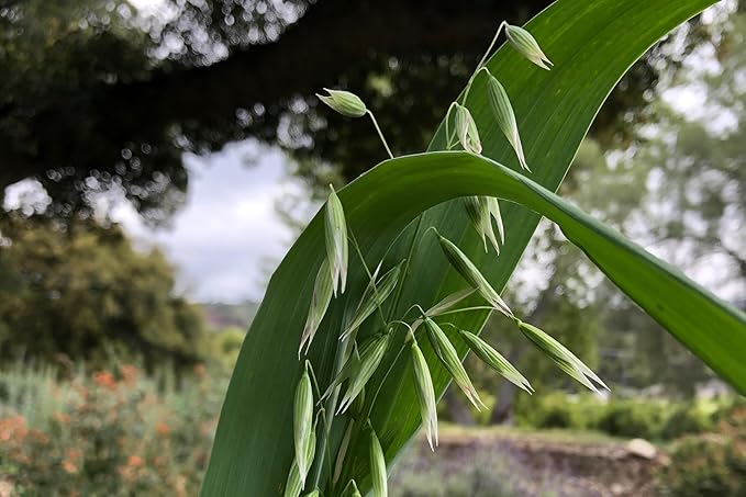Plant Good Seed Organic Common Oat Seeds for Planting: Cover Crop, Whole Hull Grains - 275 Seed Packet