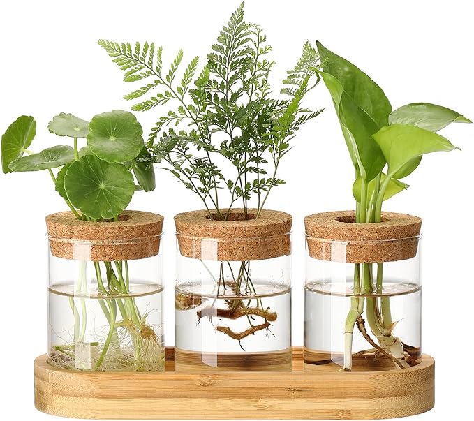 3Pcs Propagation Stations, Plant Terrarium with Lid and Wooden Stand,Desktop Glass Planter Hydroponics Vase,Home Office Living Room Decor Gifts