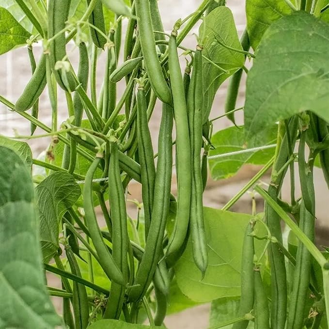Park Seed Algarve French Climbing Bean Seeds – Gourmet Flavor, Award-Winning High Yields, 10-Inch Stringless Pods, Robust Vines for Trellises or Three Sisters Planting – Pack of 100