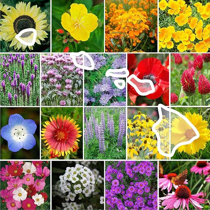 Eden Brothers Hawaii Wildflower Mixed Seeds for Planting, 1 oz, 30,000+ Seeds with Sunflower, Coneflower | Attracts Pollinators, Plant in Spring or Fall, Zones