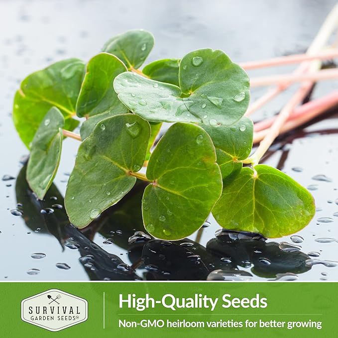 Buckwheat Microgreen Seeds for Sprouting - Non-GMO Heirloom Buckwheat Seeds to Grow Mild, Nutty Microgreens - Indoors or Hydroponic - Fast Growing - Survival Garden Seeds (1 Pack)