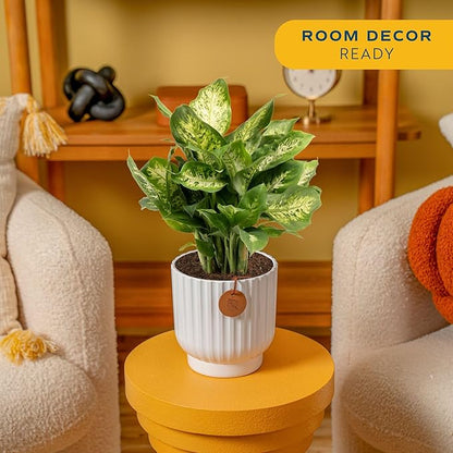 Costa Farms Dieffenbachia, Dumb Cane Live Plant in Decorative Pot, Easy to Maintain Indoor Houseplant, Perfect for Home, Room, or Office Decor, Great House Warming or Birthday Gift, 12-18 Inches Tall