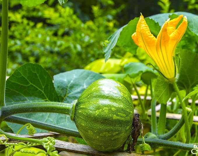 TomorrowSeeds - Kabocha Squash Seeds - 60+ Count - for 2026 Planting Japanese Pumpkin Green Hokkaido Ebisu Asian Tetsukabuto Buttercup Gourd Garden Vegetable Grow Your Own Home Farm Patio Healthy