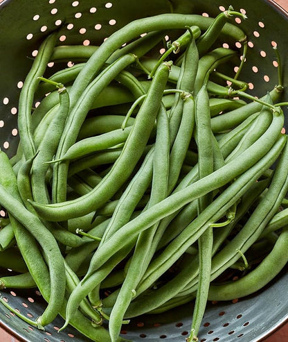 Burpee Blue Lake 274 Bush Bean Seeds 8 ounces of seed