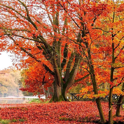 TomorrowSeeds - Red Oak Tree Seeds - 15+ Count - for 2026 Planting Quercus Rubra Borealis American Leaf Purple Maple Northern Virginia Birch Beech Acorn Landscape Trees Perennial Grow Your Own Home