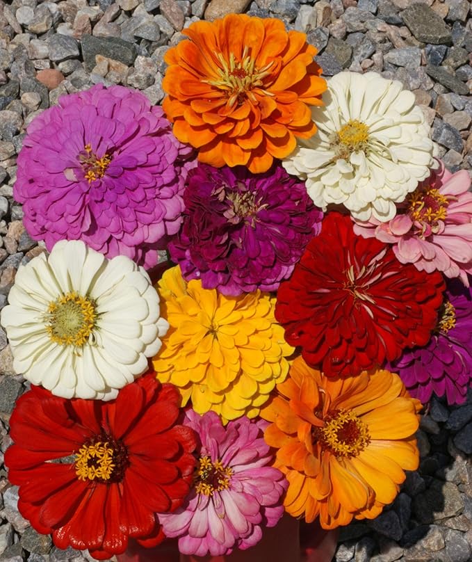 Zinnia California Giant Mix Nice Garden Flower by Seed Kingdom Bulk 1 OZ Seeds