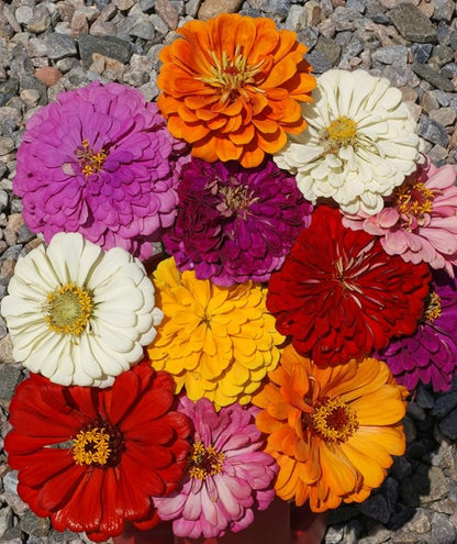 Zinnia California Giant Mix Nice Garden Flower Seeds by Seed Kingdom Bulk 5 Lb Seeds