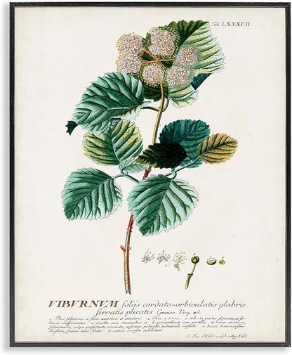 Stupell Industries Botanical Plant Illustration Seeds Vintage Design Black Framed Wall Art, Multi-Color