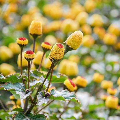 Outsidepride Toothache Plant Seeds - 10000 Pcs. Perennial, Easy to Grow & Pollinator Friendly, Herb Seeds for Planting Ornamental, Pompom-Shaped Yellow Blooms for Culinary Creations & Herb Gardens