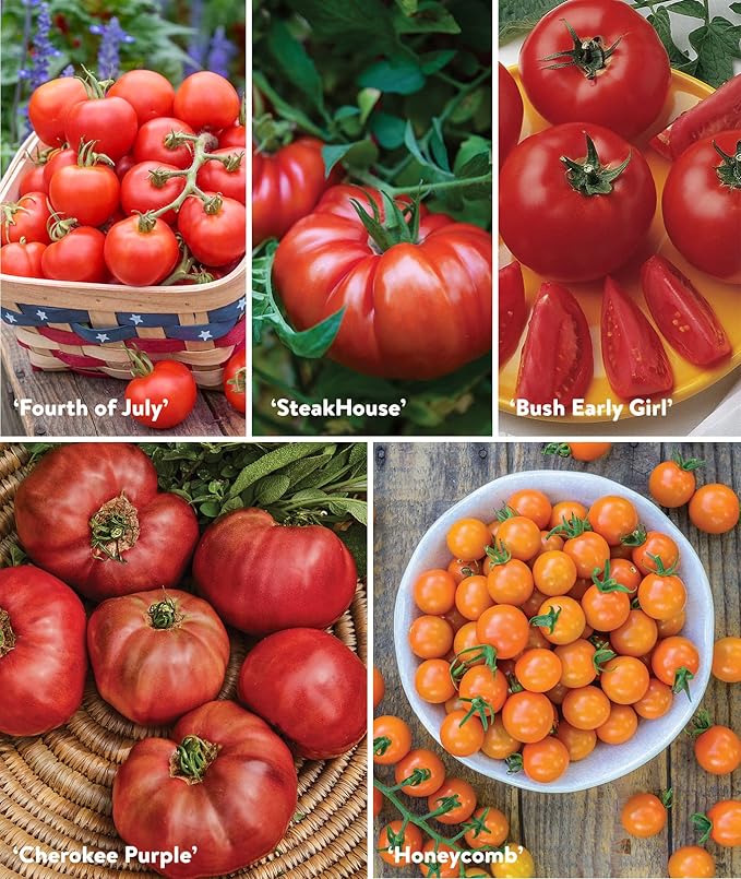 Burpee Best 10 Non-GMO Planting Tomato Seeds for Garden Gifts (1 Pack)