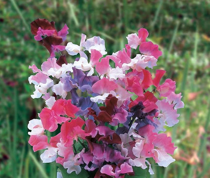 Burpee Sweet Dreams Mix Sweet Pea Seeds 100 seeds