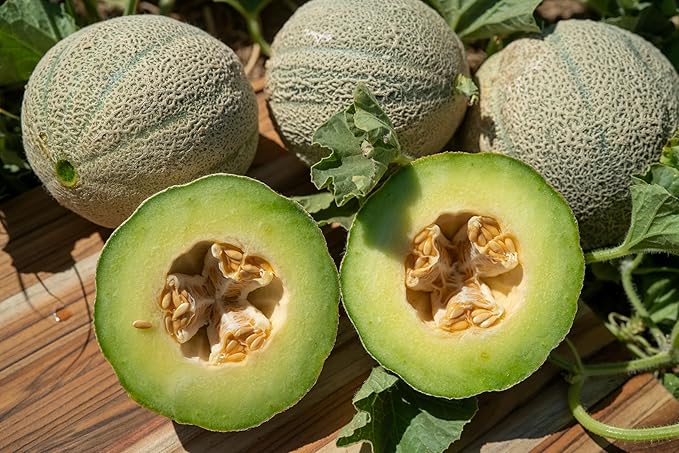 Plant Good Seed Organic Ice Cream Melon Seeds - Pack of 35, Heirloom Seeds for Planting Fruit, Vegetables - Gardening Supplies, Vegetable Garden - Non-GMO, Open Pollinated, from USA
