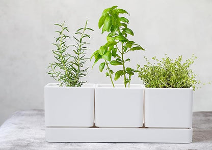 D'vine Dev Herb Garden Planter Set, Plastic Plant Pots with Drainage and Saucer, Indoor Succulent Cactus Vegetable Pot for Windowsill, Garden Balcony, White, Set of 1, 76-V-A-1
