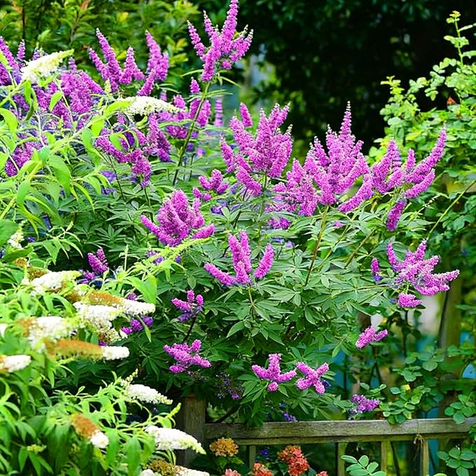 Mix Butterfly Bush Seeds for Planting, 300pcs Butterfly Bush Perennial Flower Seeds Non-GMO Heirloom Rare Herbs Plants, Open Pollinated Beauty Home Garden for Outdoors