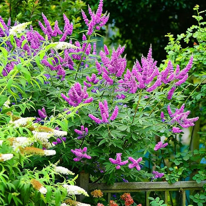 Mix Butterfly Bush Seeds for Planting, 300pcs Butterfly Bush Perennial Flower Seeds Non-GMO Heirloom Rare Herbs Plants, Open Pollinated Beauty Home Garden for Outdoors