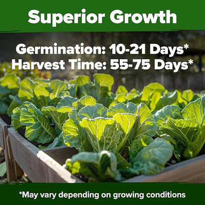 HOME GROWN Collard Green Seeds - 2 Pack - 600 Seeds for Fall Planting - High Germination Heirloom Vegetable Seeds,Vates Collard Greens Seed Pack(Brassica oleracea)