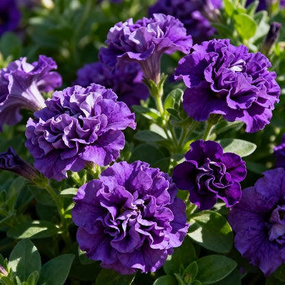 Purple Petunia Flower Seed, 300 Non-GMO Double Petunia Seeds, Annual Petunia Seeds for Planting Home Garden Outdoor