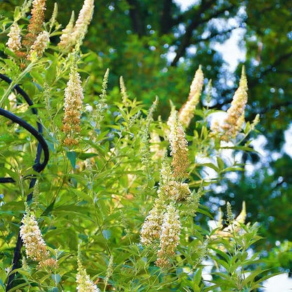 Mix Butterfly Bush Seeds for Planting, 300pcs Butterfly Bush Perennial Flower Seeds Non-GMO Heirloom Rare Herbs Plants, Open Pollinated Beauty Home Garden for Outdoors