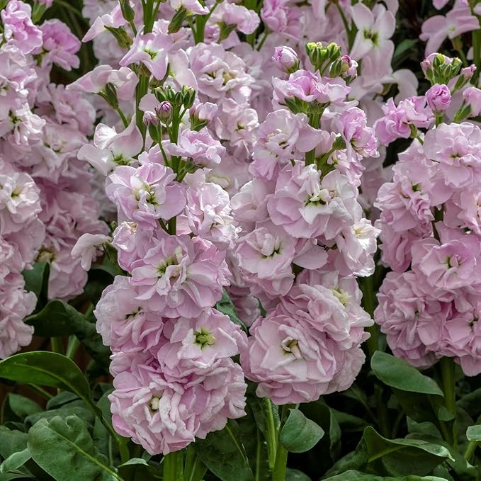50pcs Mixed Column Stock Seeds Blossom Flowers Seed Flower Matthiola Incana Blossom Stock