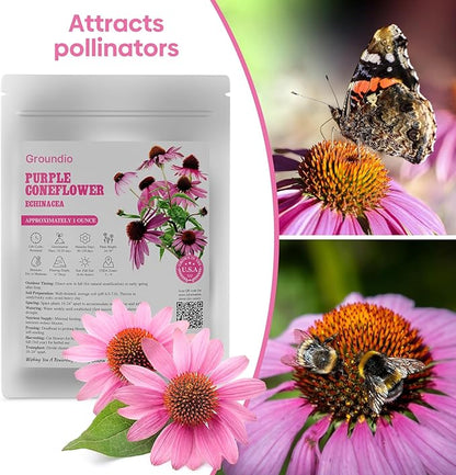 Purple Coneflower Seeds 1 OZ, Perennial Open Pollinated Non-GMO Echinacea Seeds Grown in The USA, Cone Flower Seed for Planting, USDA 3-9