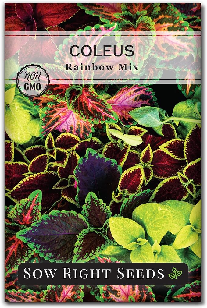 Sow Right Seeds - Coleus Rainbow Mix Seeds for Planting - Beautiful Flowers to Plant in a Home Garden - Indoors or Outdoors - Non-GMO Heirloom Seeds - Attractive & Colorful - Great Gardening Gift (1)