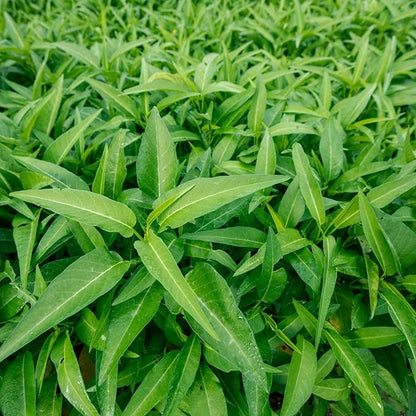 2000+ Water Spinach Seeds - Bulk Pack Kong Xin CAI Vegetable & Kangkong Seeds for Planting, Planting Guide for Easy Grow, for Container Gardening & Home Beds