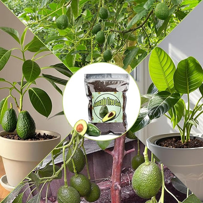 Organic Avocado Tree Potting Soil Mix 4qt, Enhance Growth and Transplant Success for Avocado Plants