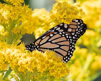 Goldenrod Showy 1000 Seeds (Solidago speciosa) Heirloom - Open Pollinated