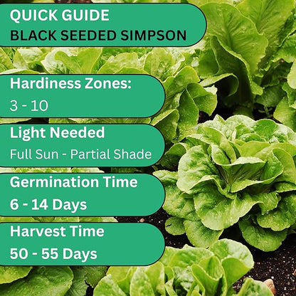 Black Seeded Simpson Lettuce Seeds for Planting – Heirloom Non-GMO Green Leaf Loose Leaf Lettuce for Home Gardens | Woods Creek Seeds