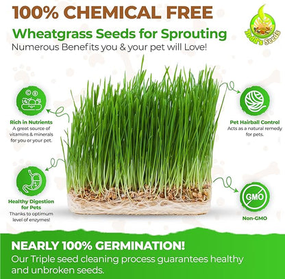 Todd's Seeds Wheatgrass Seeds; Hard Red Winter Wheat, Non-GMO, Chemical Free, High Germination (2 1/2 Pounds)