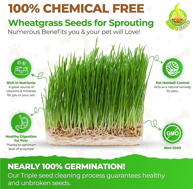 Todd's Seeds Wheatgrass Seeds; Hard Red Winter Wheat, Non-GMO, Chemical Free, High Germination (10 Pounds)