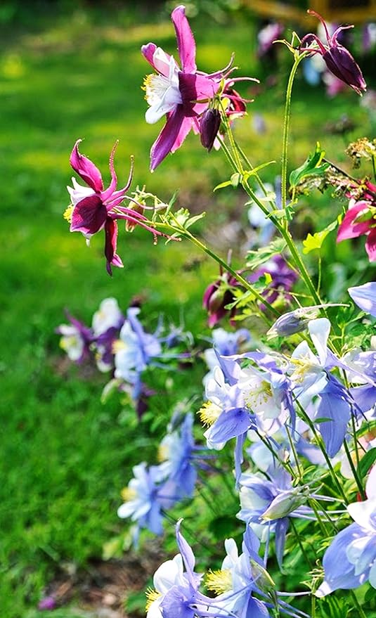 100 pcs Columbine McKana Giants Flower Seeds, Perennial Colorful Attracts Bees and Hummingbirds from USA Aquilegia caerulea