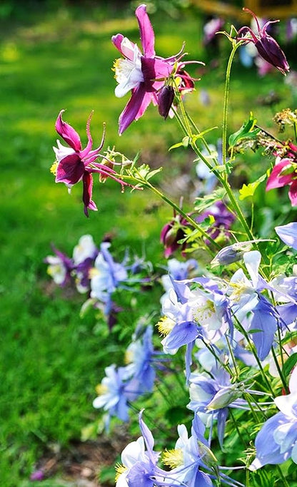 100 pcs Columbine McKana Giants Flower Seeds, Perennial Colorful Attracts Bees and Hummingbirds from USA Aquilegia caerulea