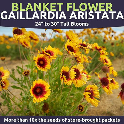 Blanket Flower – Gaillardia aristata – Large 4 Ounce Packet – 36,000 Flower Seeds for Planting