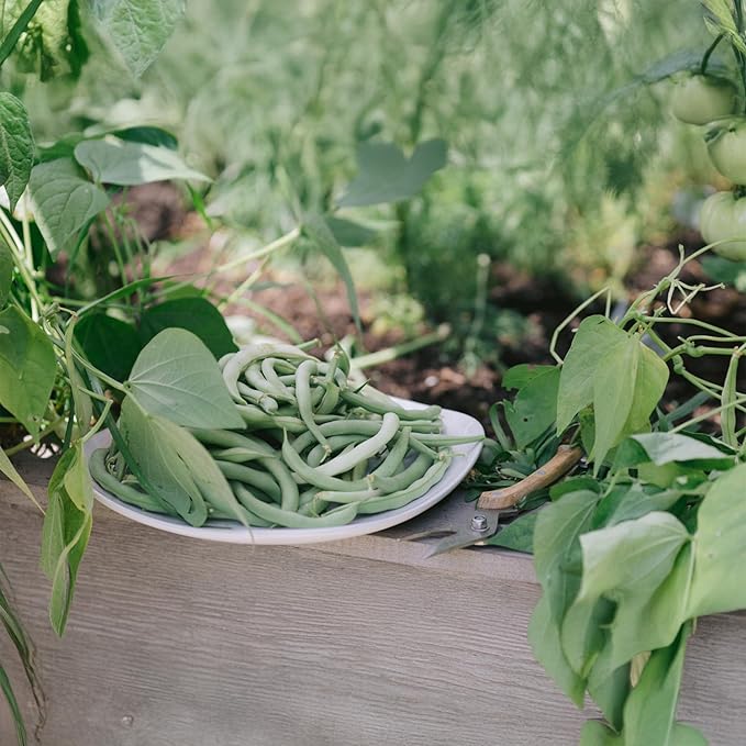 Park Seed Algarve French Climbing Bean Seeds – Gourmet Flavor, Award-Winning High Yields, 10-Inch Stringless Pods, Robust Vines for Trellises or Three Sisters Planting – Pack of 100