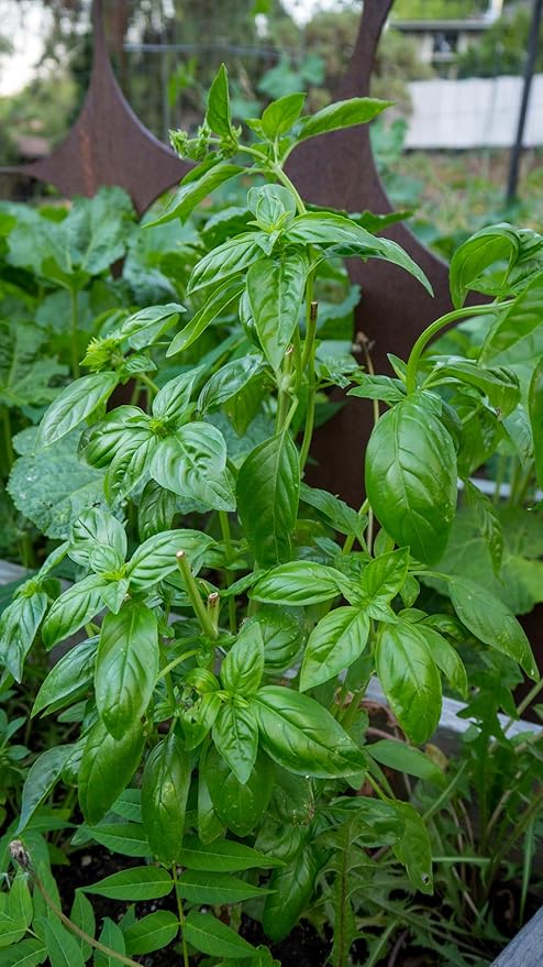 Plant Good Seed Organic Genovese Basil Seeds for Planting: Perennial Herb, Green Leaves - 200 Seed Packet